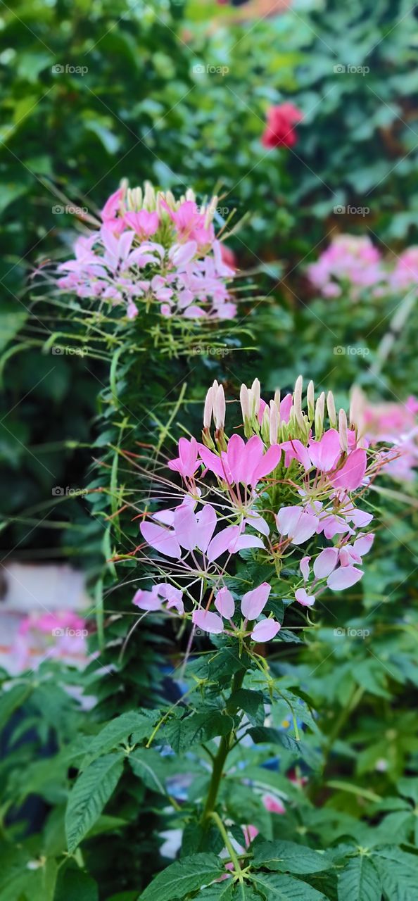 pinkfirework blosdom