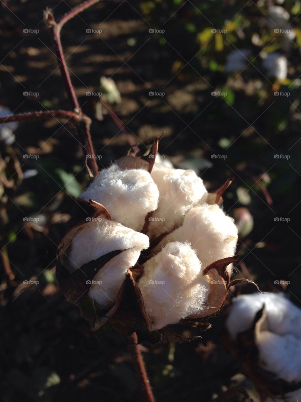 Cotton