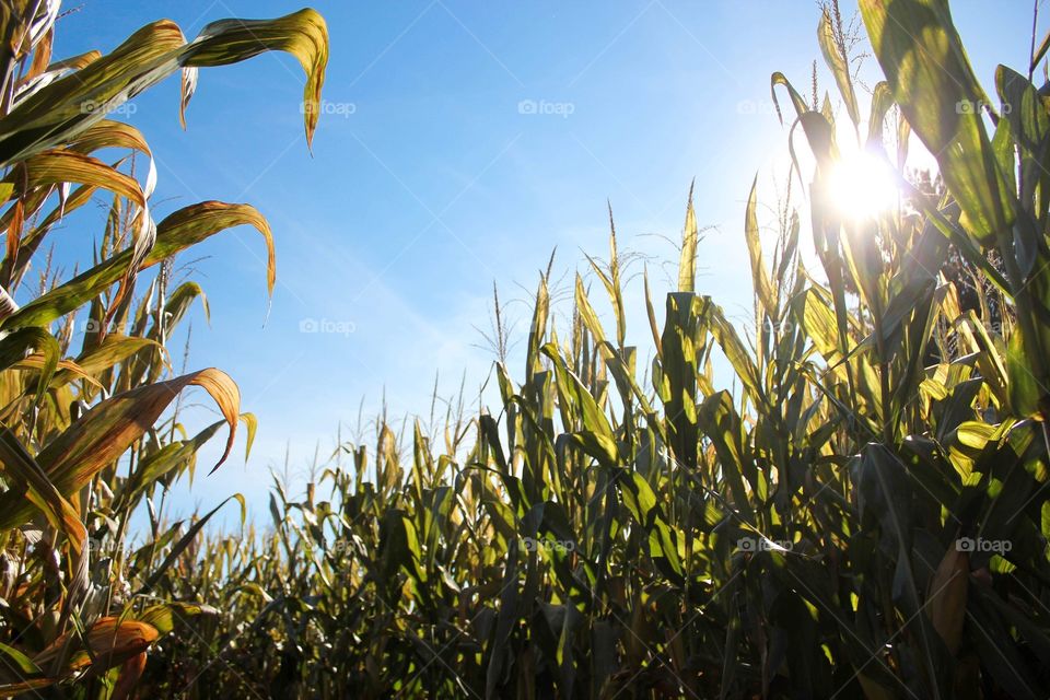 Corn field with sunshine 