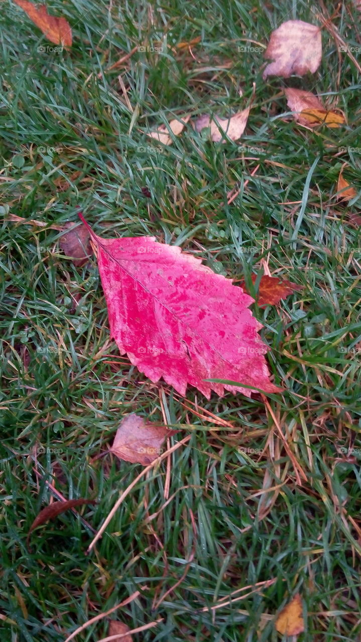 pink autumn leaf