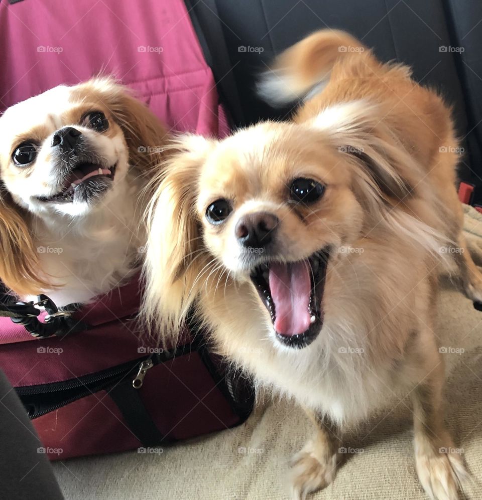 Car ride excitement 