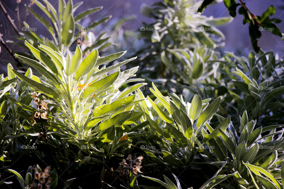 Medicinal herbs in a garden