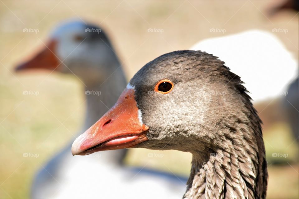 Goose Beak