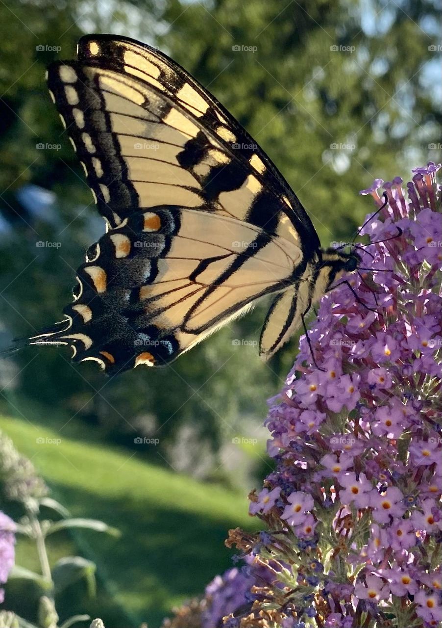 Swallowtail butterfly on purple flowers 