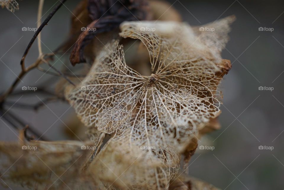 decaying Hydrangea petals