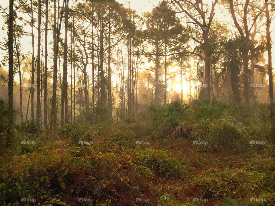 The warm sunrise glowing through the forest.