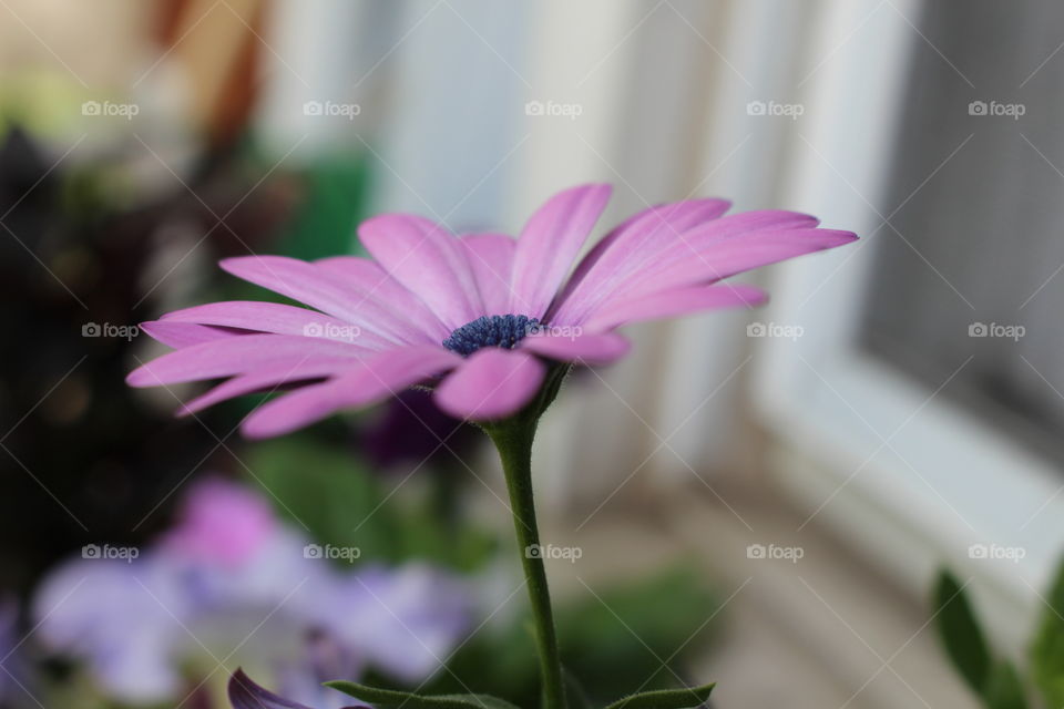 Extreme close-up of pink flower