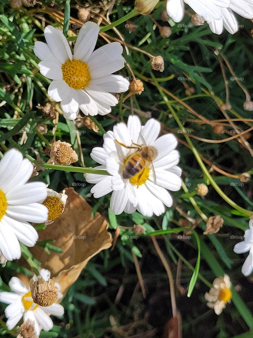 movements in the garden