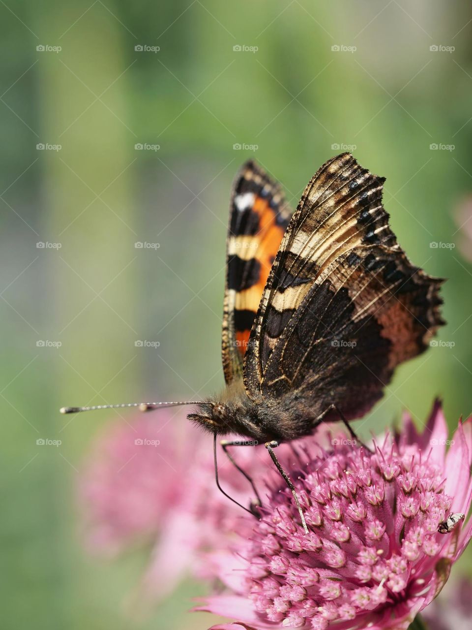 Small tortoiseshell butterfly