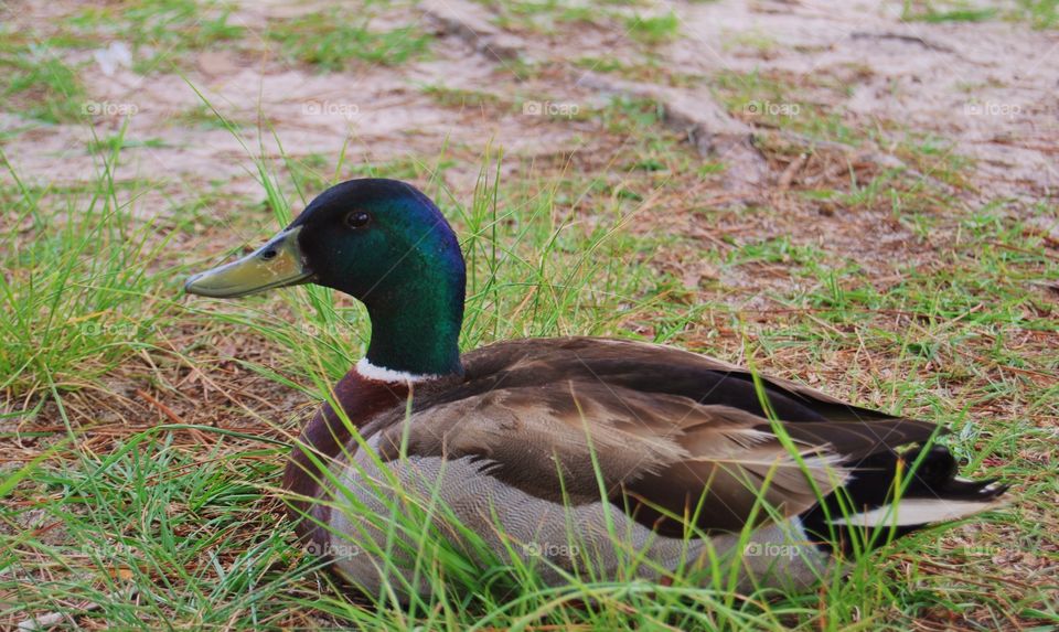 Mallard duck