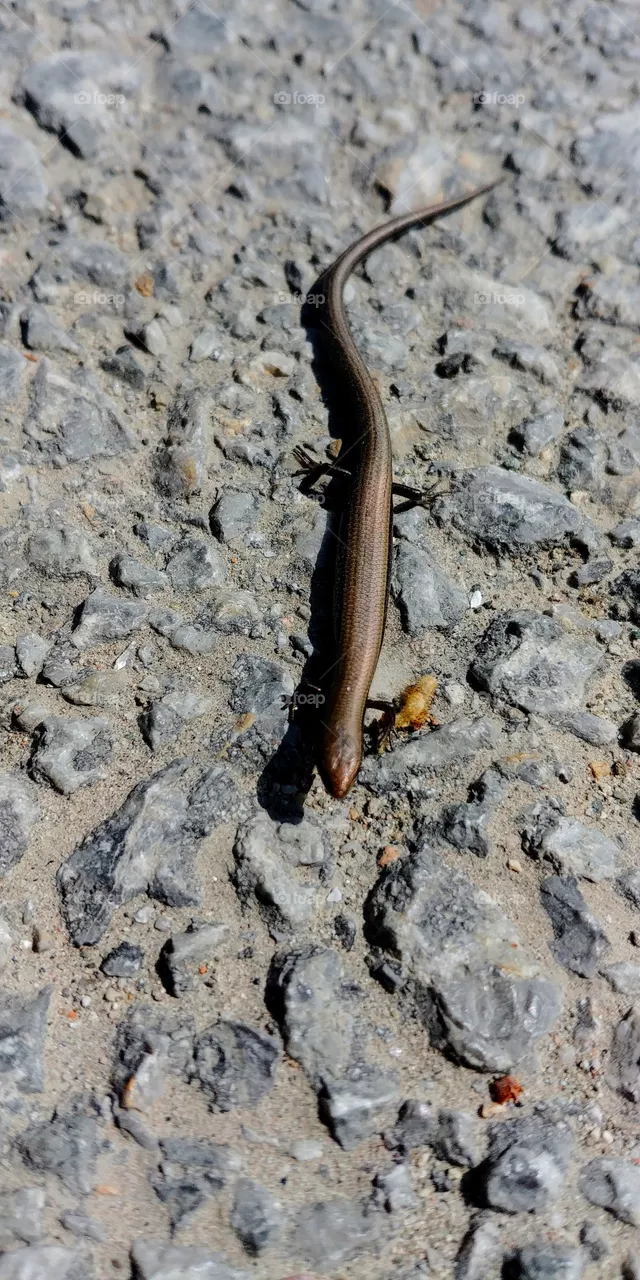 animal