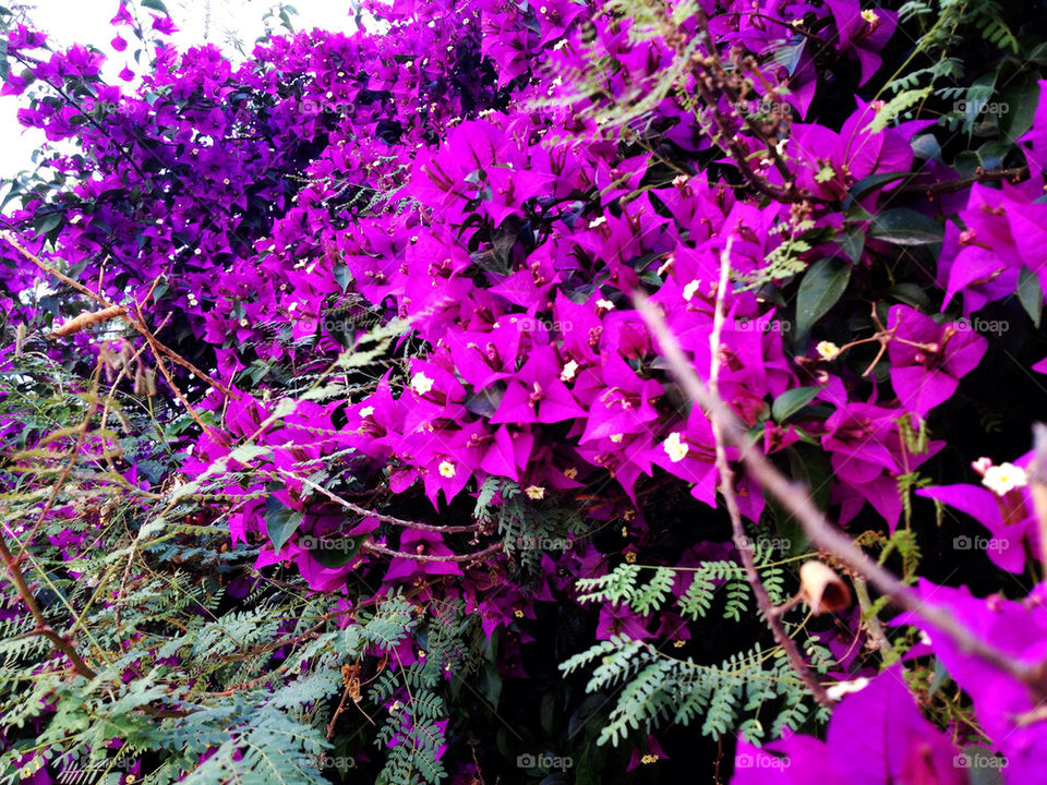 green flowers flower purple by a.bilbaisi