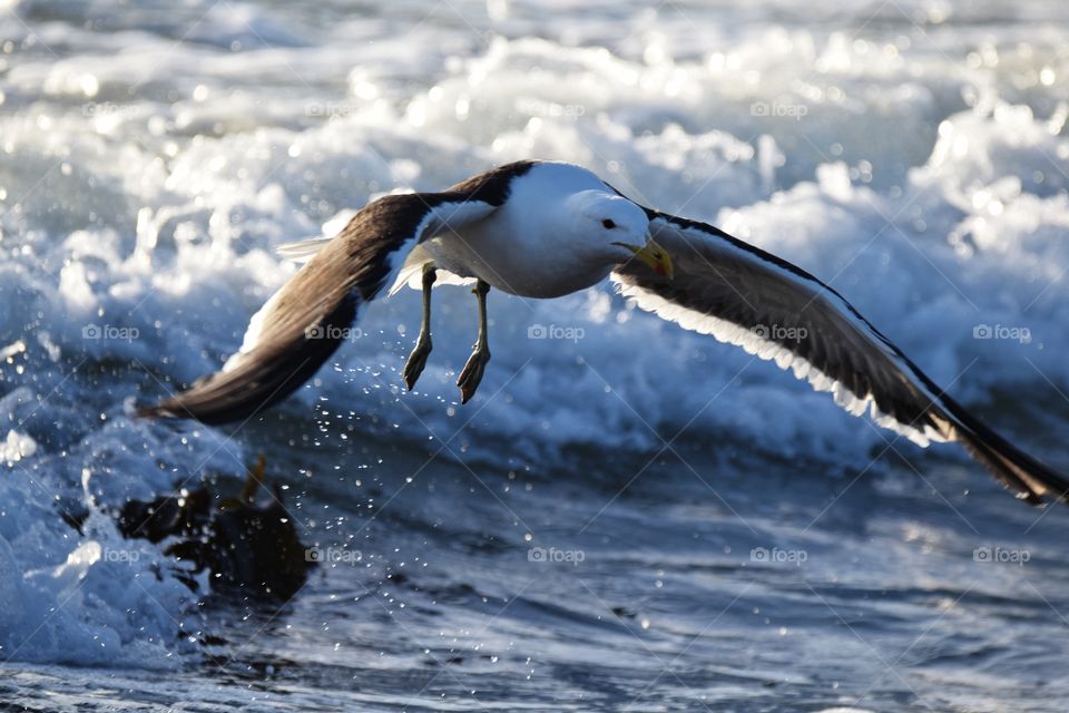 Full flight of the seagull. 