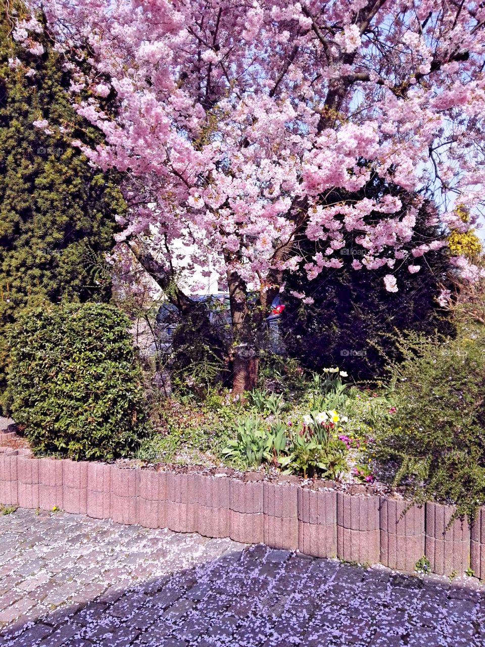 pink cherry tree spring blooming