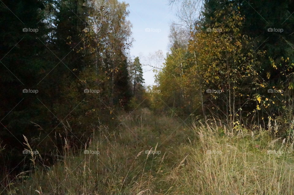 Осенний лес