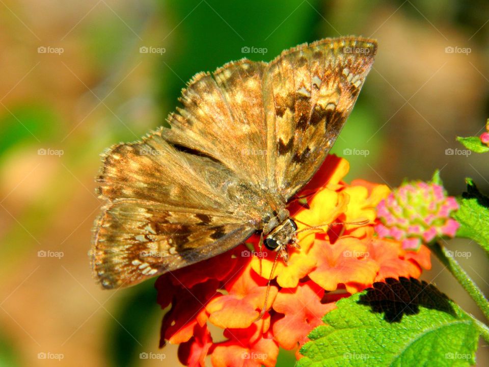 Moth on Lantana