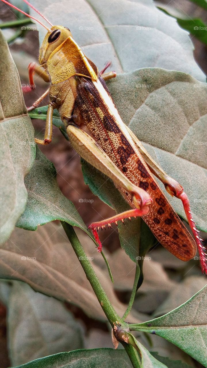 tropical stem eating grasshopper