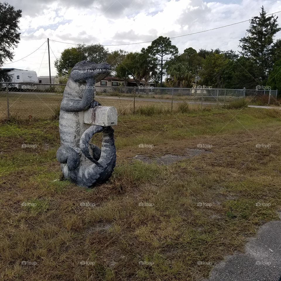 Gator mailbox in the middle of nowhere near Okeechobee florida
