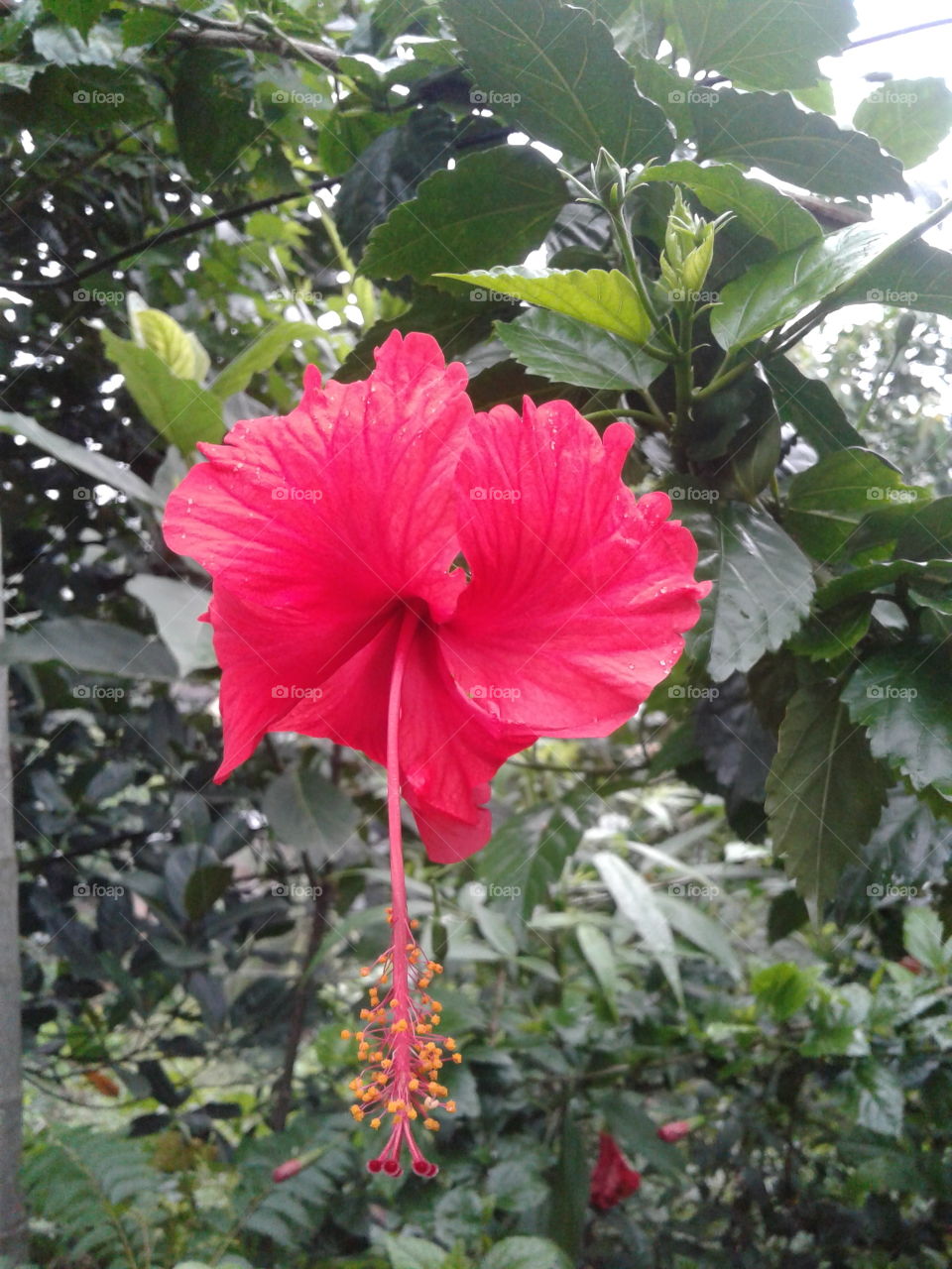 Hibiscus Flower