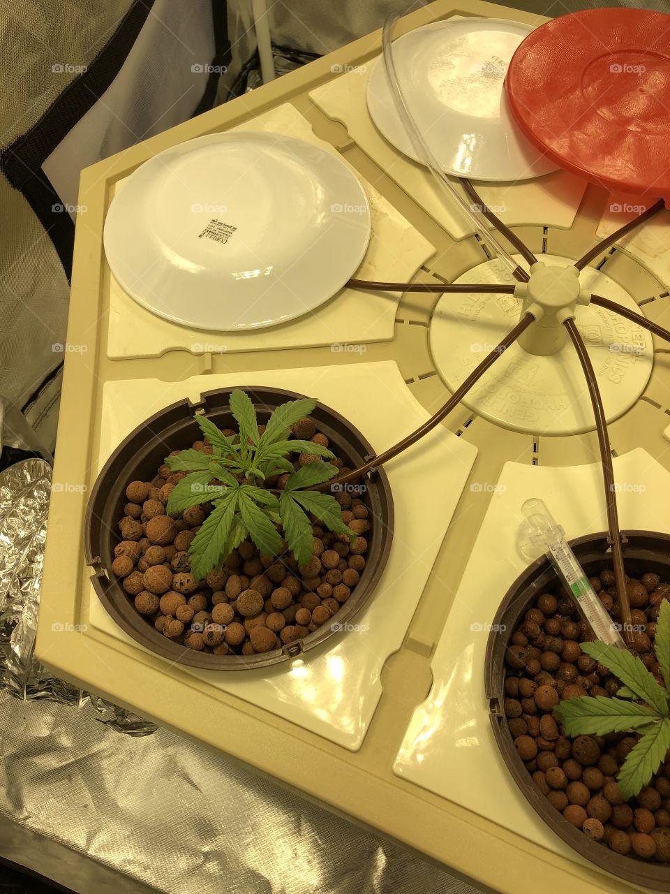 2 cannabis seedlings - May 27, 2018