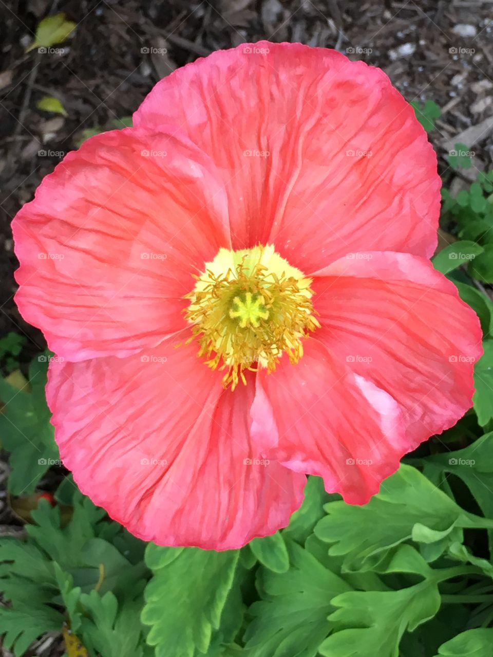 Coral Red Poppy flower. 