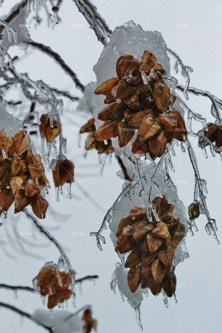 Ice Storm