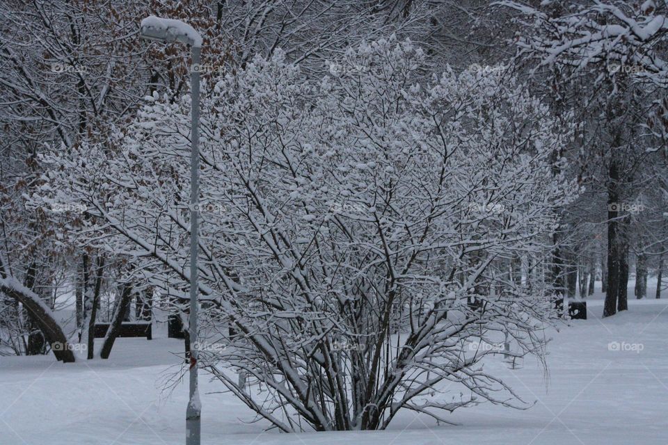 Snow tree