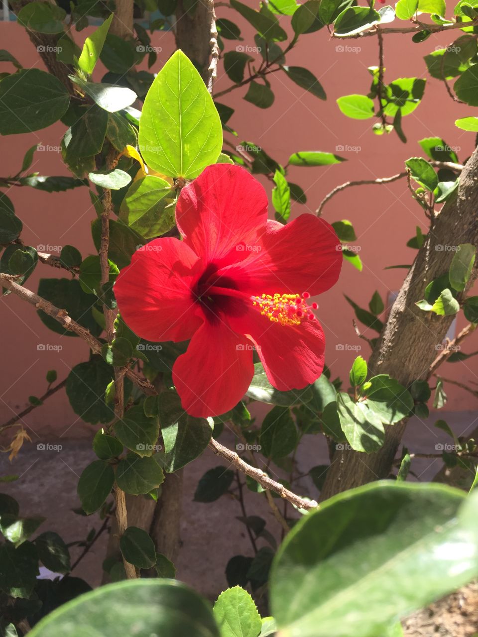 Nice and beautiful reed flower 