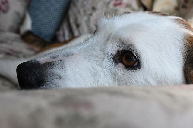 Cute puppy laying on couch