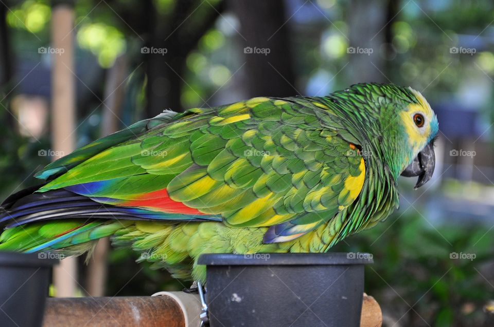 green parrot in Rimini