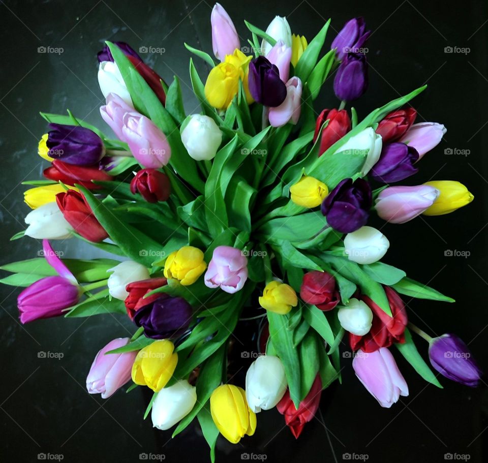 Tulips, Multicolored tulips, Flowers, Color, multicolor