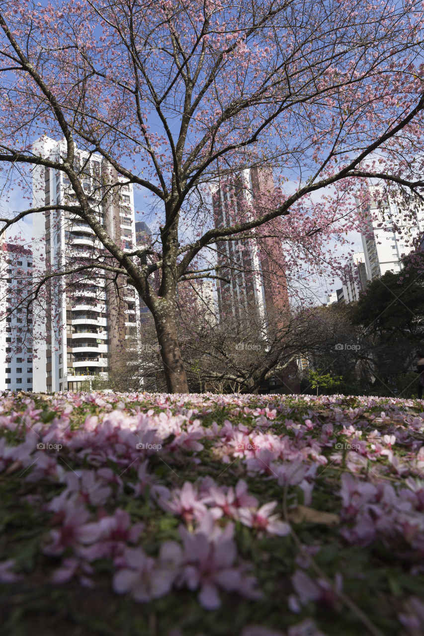 Japanese square in Curitiba Parana Brazil