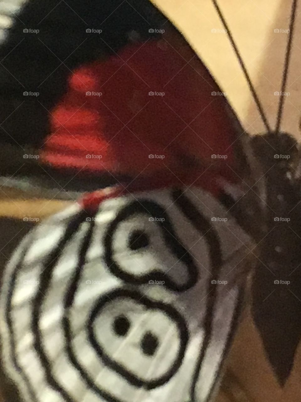 Lighter than a feather 