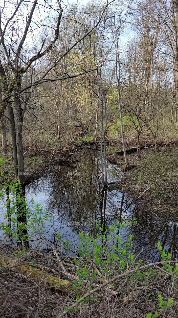 Springtime Bloom by the River