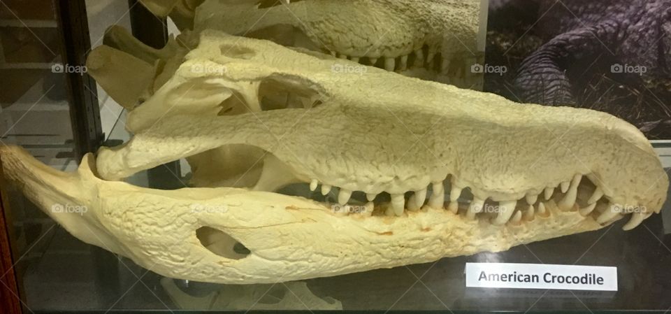 Skull of the American Crocodile 