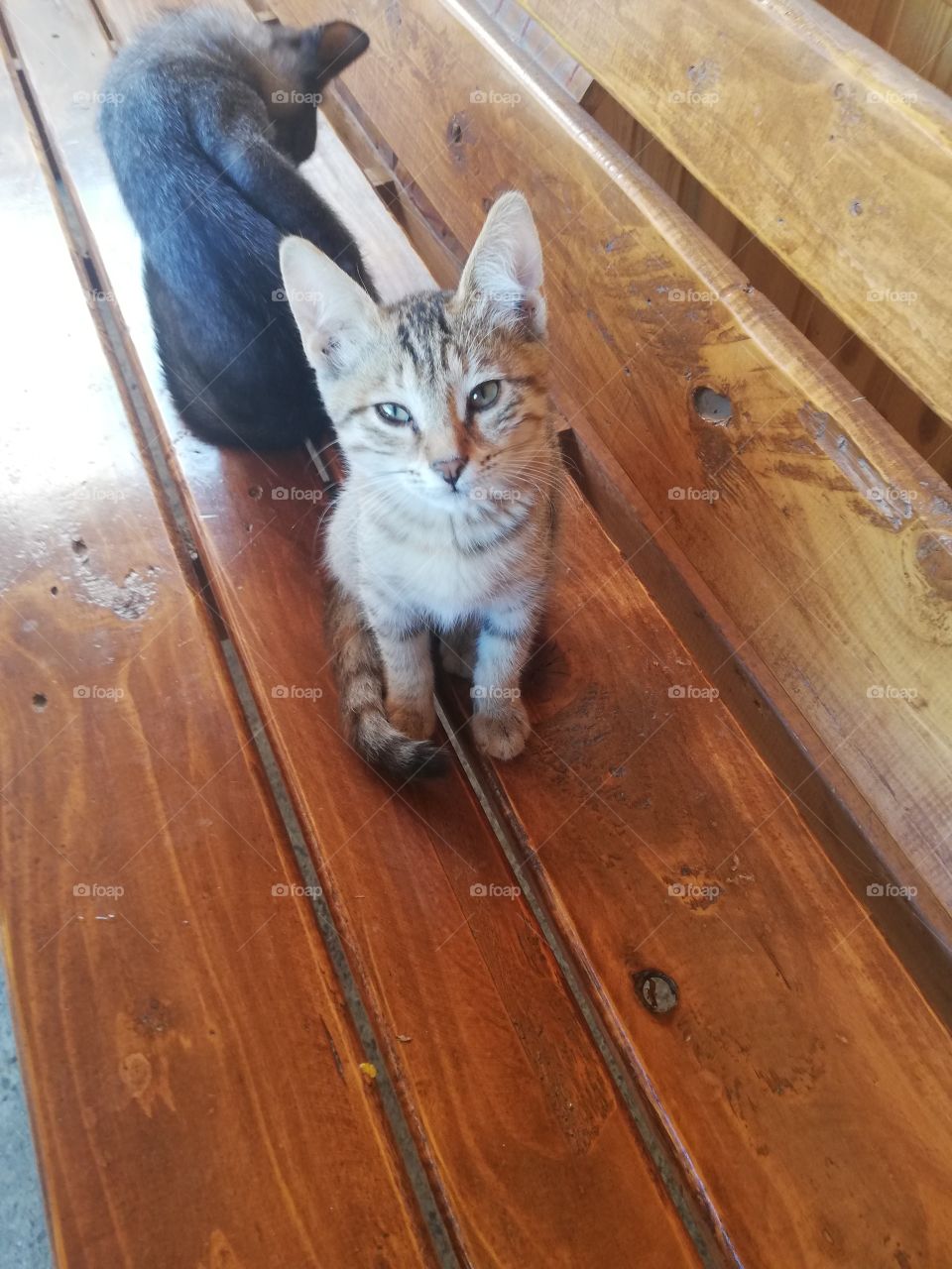 Hay my name is Apple