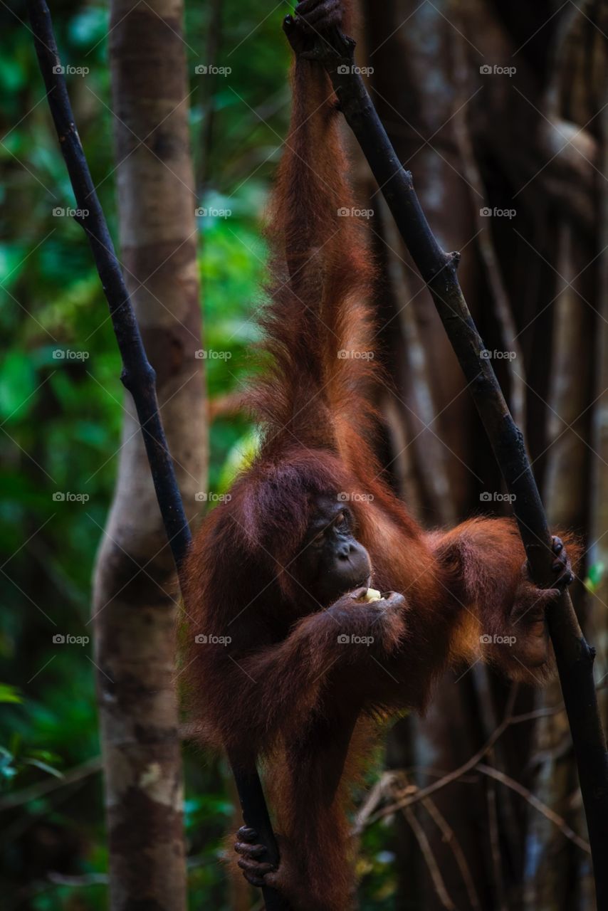 The orangutan. Orang utan at tanjung puting national park