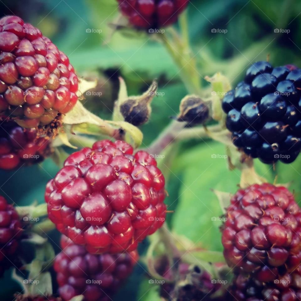 blackberry
