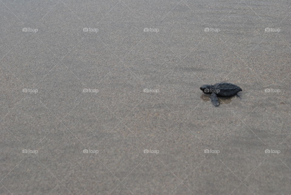 Lonely baby sea turtle crawling on wet sand