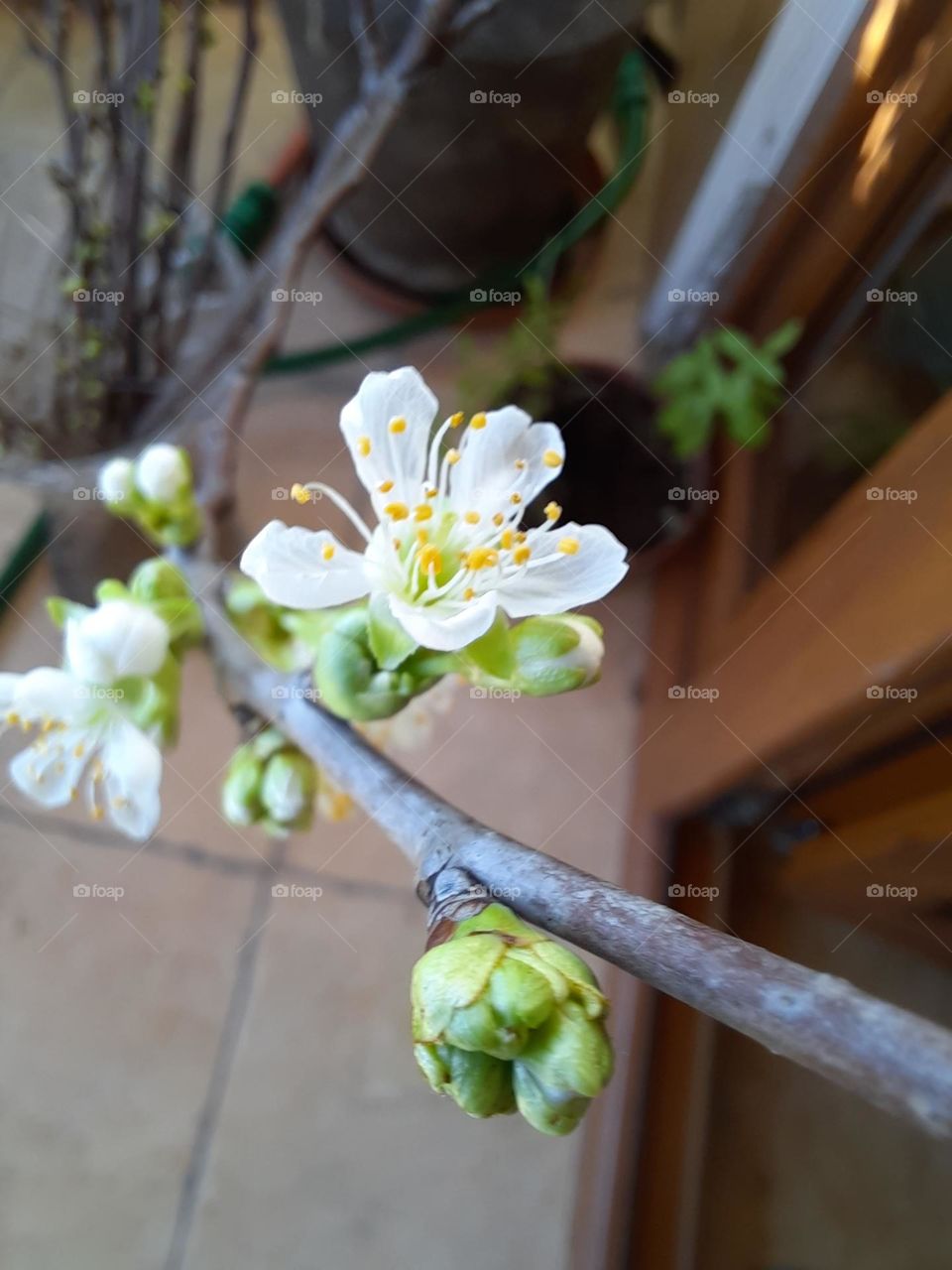 blooming twig of cherry tree indoors