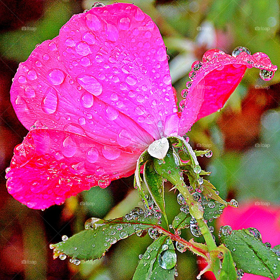 Flora and Fauna 2019 - Foap Missions  -  Beautiful red rose covered with raindrops