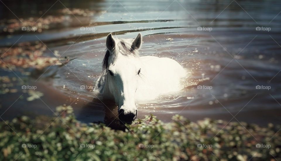 Horse Swimming in Deep Water