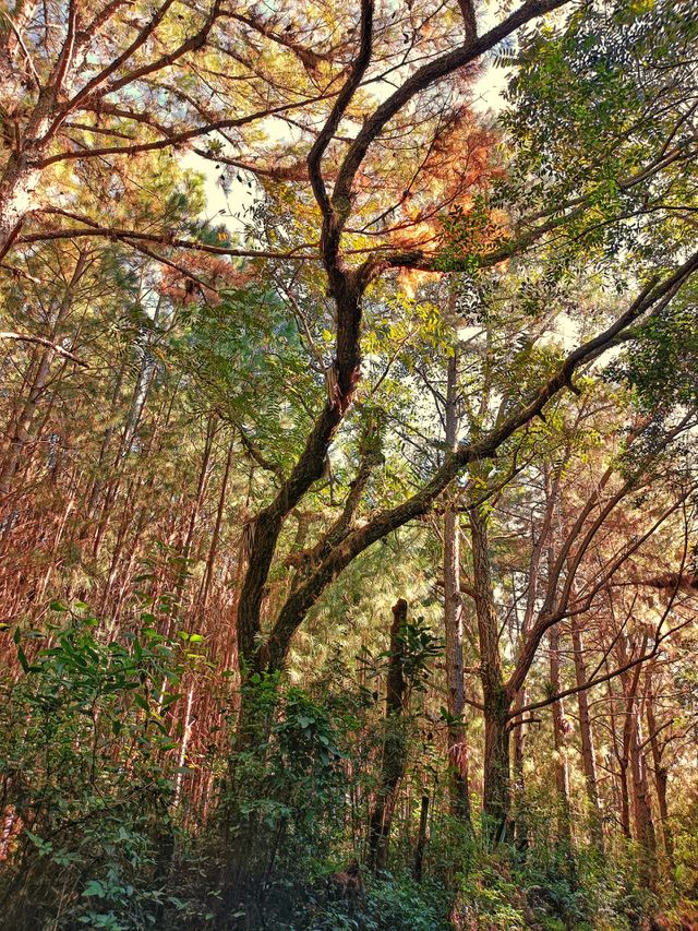 Bosque