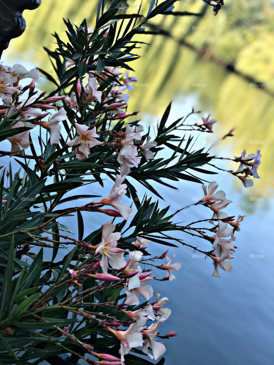 Beauty of The Nature