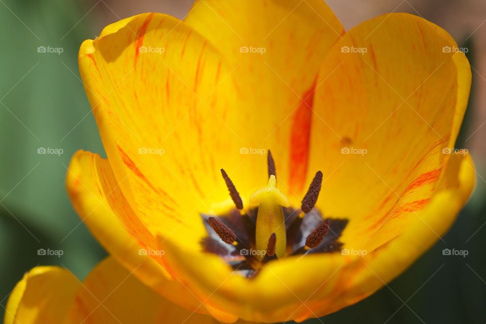 Close-up of yellow tulip in bloom