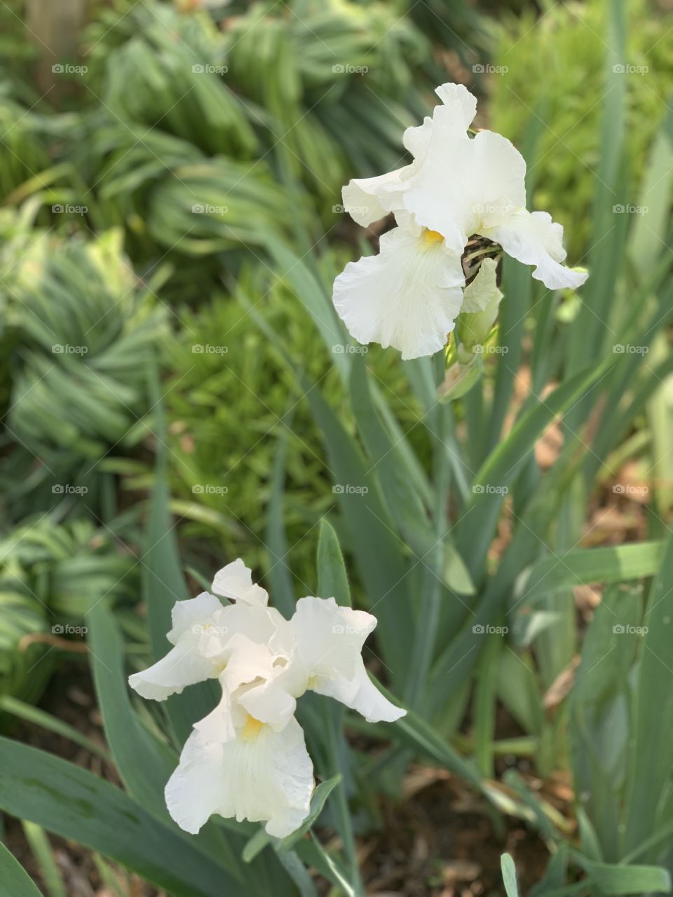 Iris 