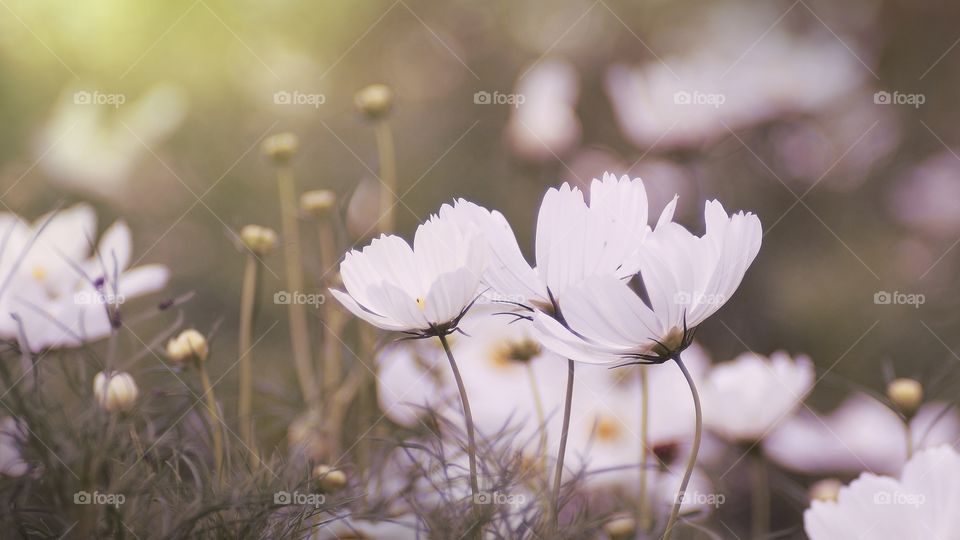 cosmos flower