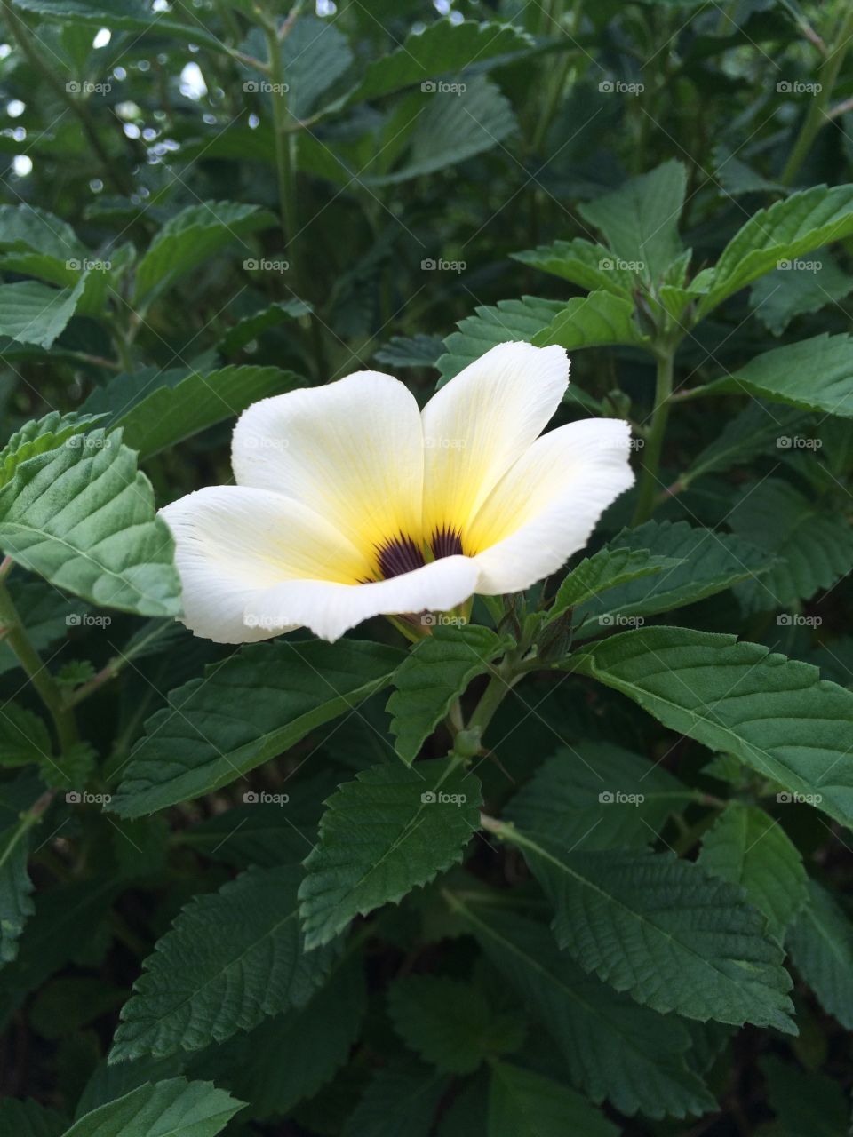 Close-up of white flower