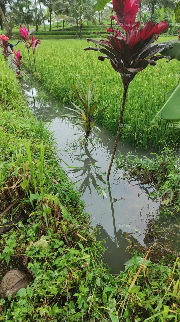 Rice fields submerged in rain