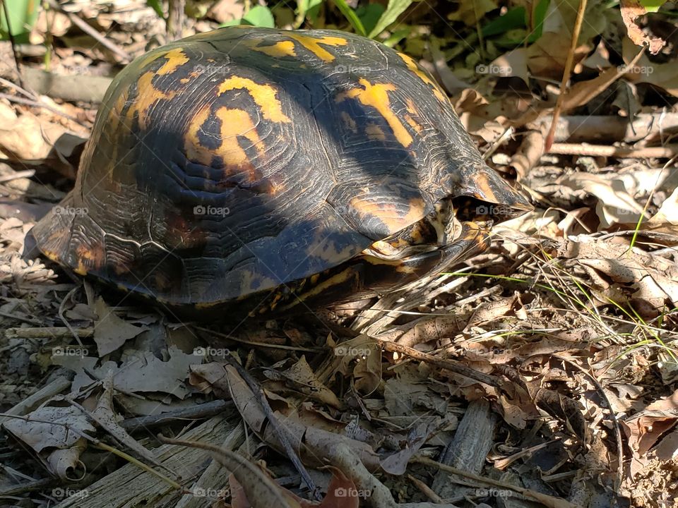 box turtle